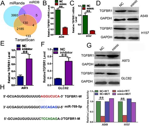 TGFBR1 Gene .